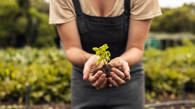 Farmer holding new sprout plant in both hands