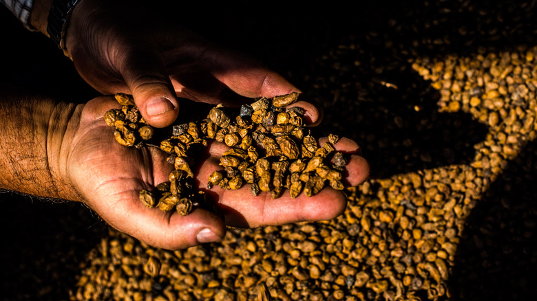 Person holding tiger nuts