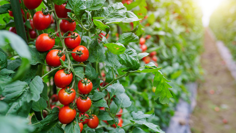 Tomatoes growing in a modern greenhouse.