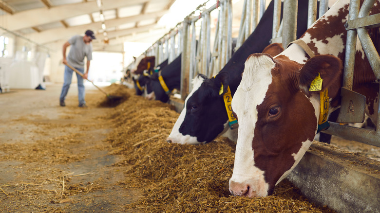 dairy cows eating