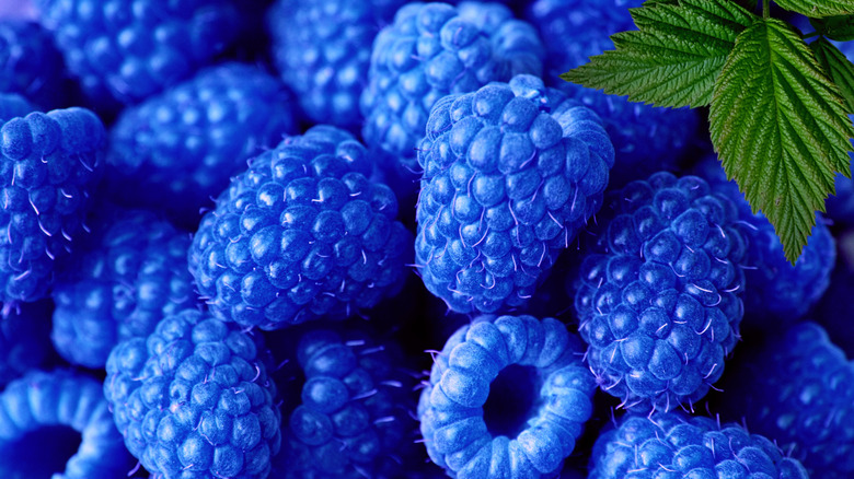 Blue raspberries with green leaf