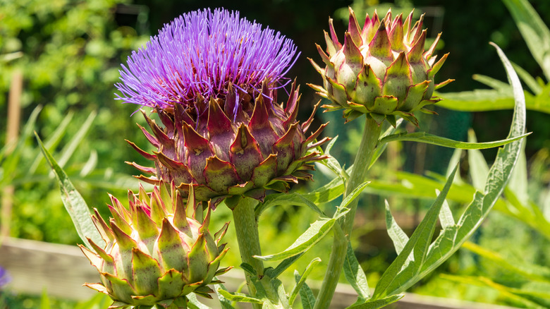 purple cardoon flower