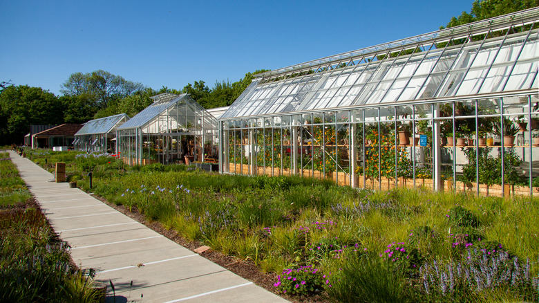 Greenhouse at Noma restaurant