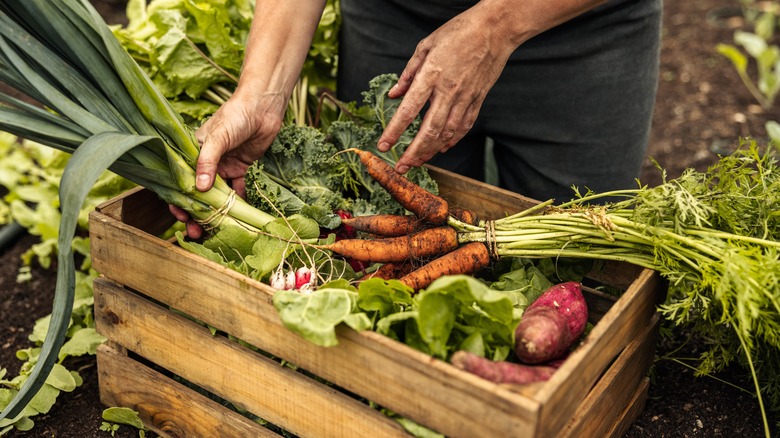 Crate of hand-picked vegetables