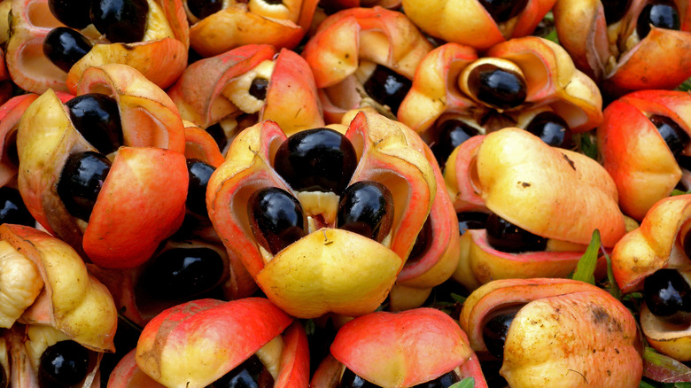 Several ripe opened ackee