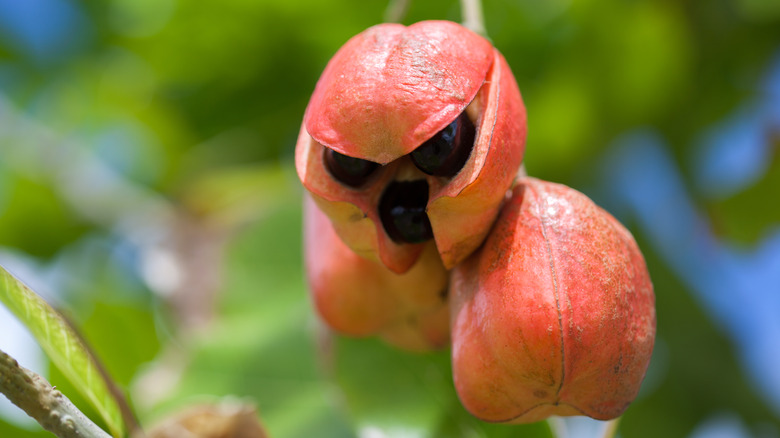 Ackee on the tree