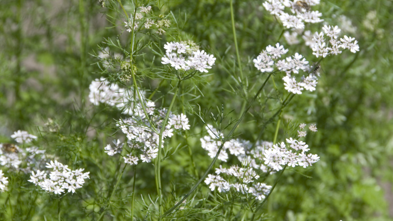 Field of wild-growing coriander