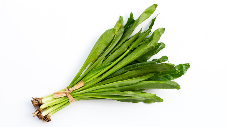 Bundle of culantro against white background