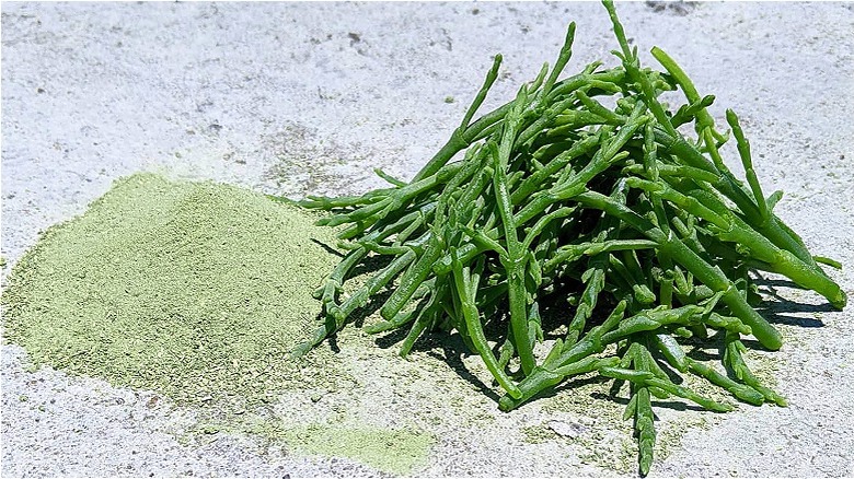 Green Salt and fresh Salicornia