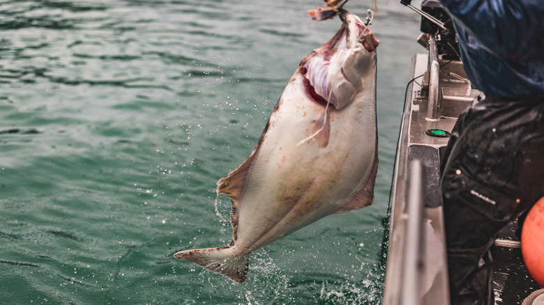 White side of a large halibut from Alaskan waters