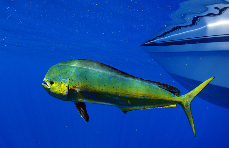 What Is Mahi Mahi?