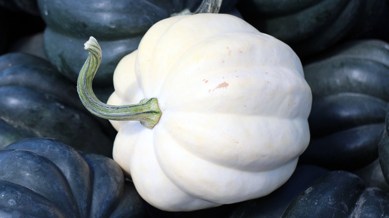 Mashed potato squash