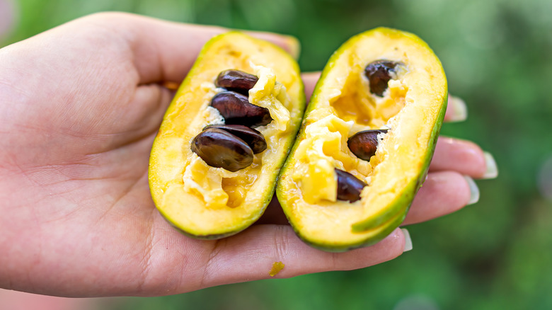 Person holding a pawpaw fruit