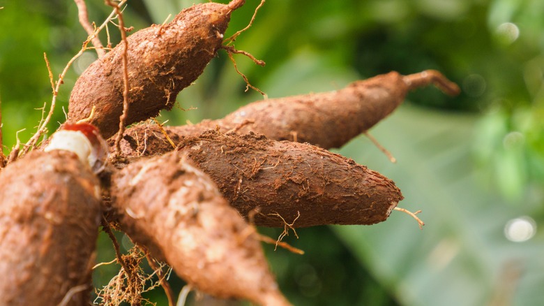 Cassava root