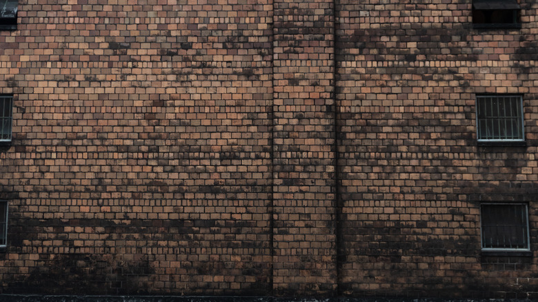 Baudoinia compniacensis on brick wall