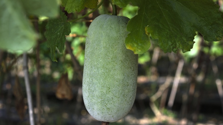 winter melon growing on vine