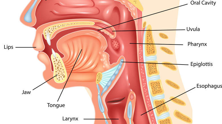 Diagram of the mouth and throat