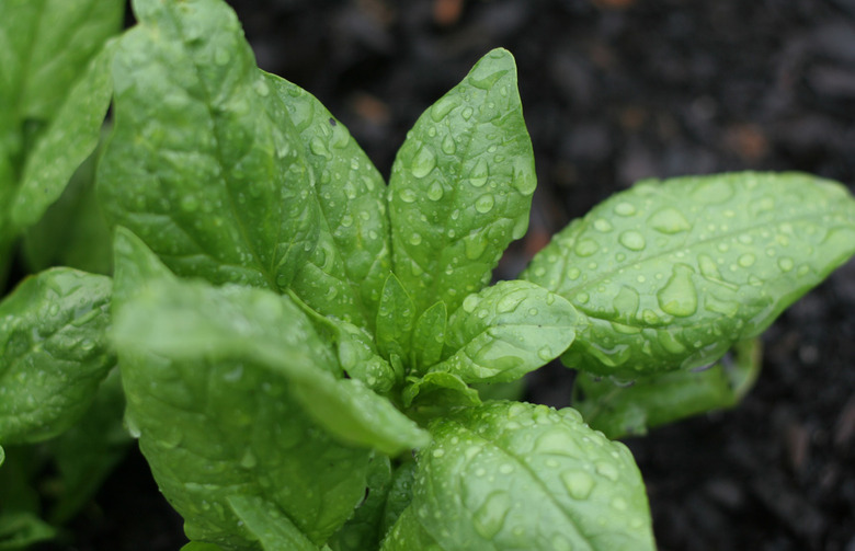 Spinach