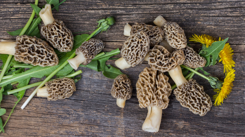 Morel mushrooms wooden table dandelions