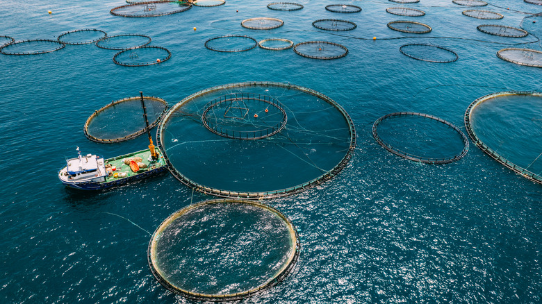 Boat in a fish farm