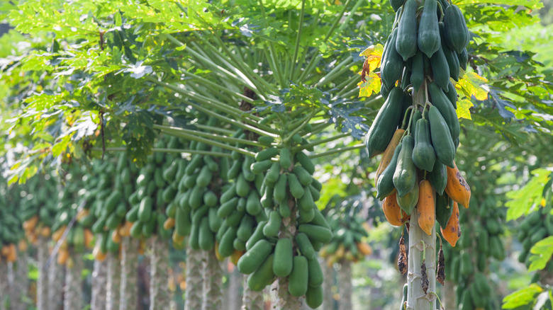 Rows of papaya trees