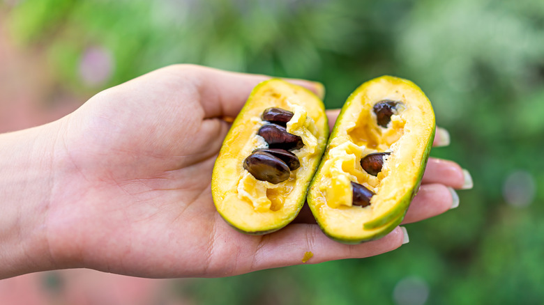North American paw paw cut open