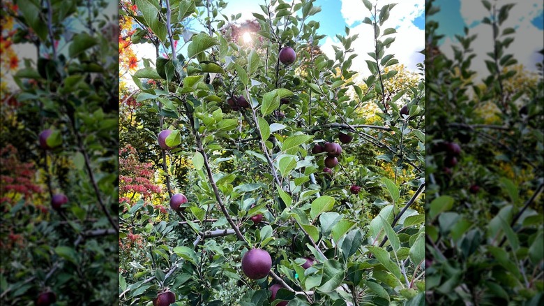 Arkansas black apples on trees