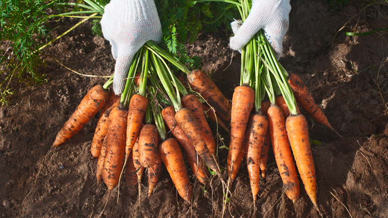 Harvesting carrots