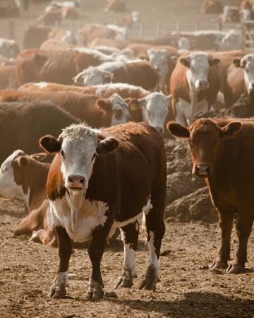 Grazing Cattle