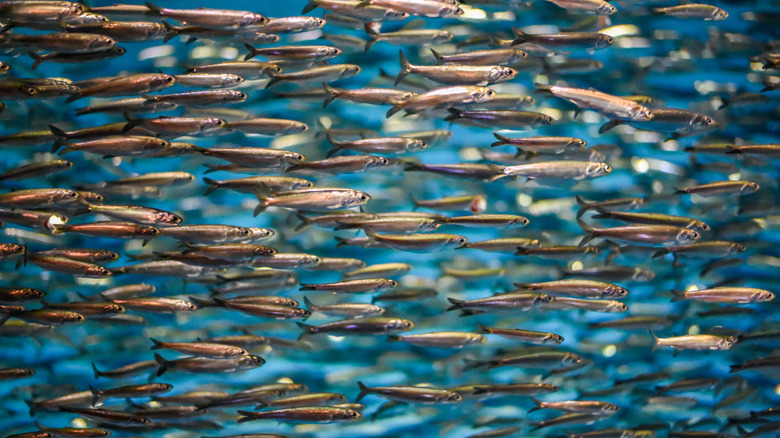 School of anchovies swimming