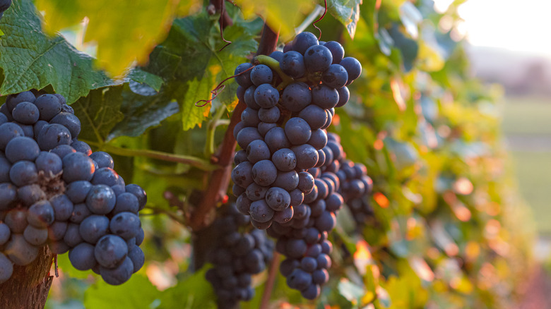 grapes on the vine