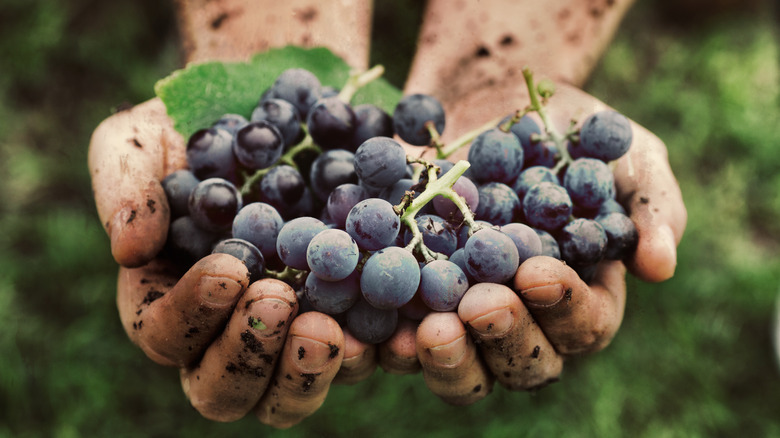 bunch of wine graps