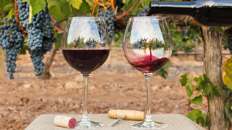 Wine in vineyard