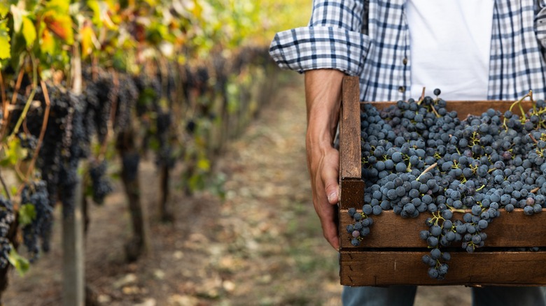 Harvesting organic grapes