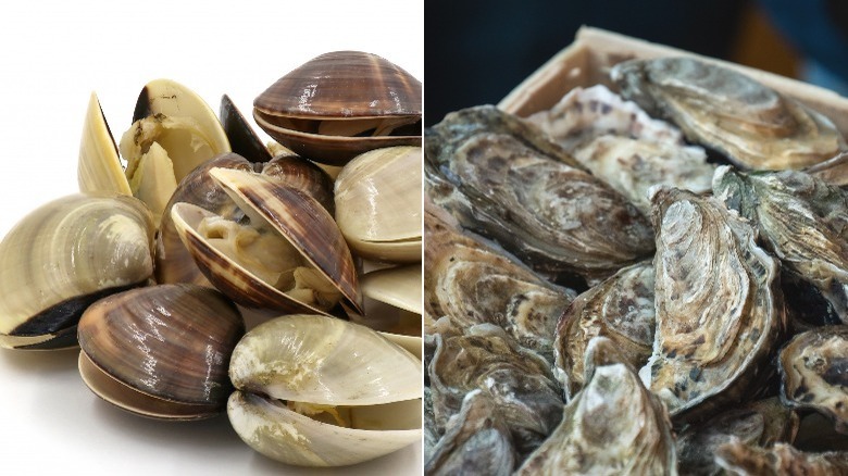 Side by side images of clams and oysters 