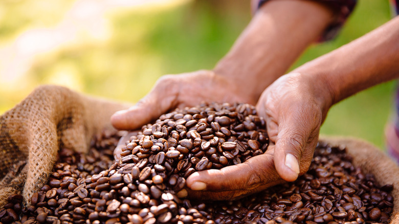 Hands holding coffee beans