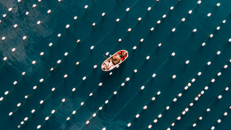 fishing boat in the sea