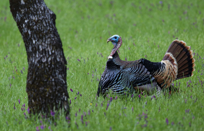 Cold Turkey