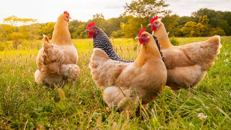 Chickens on small farm