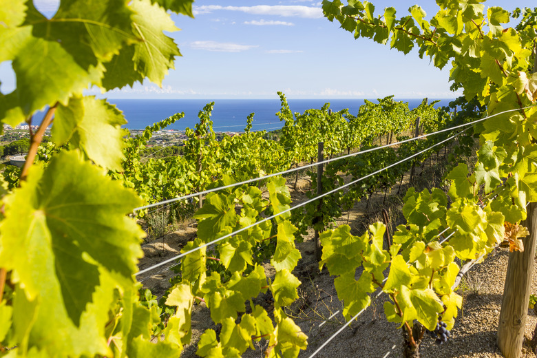Spanish winery