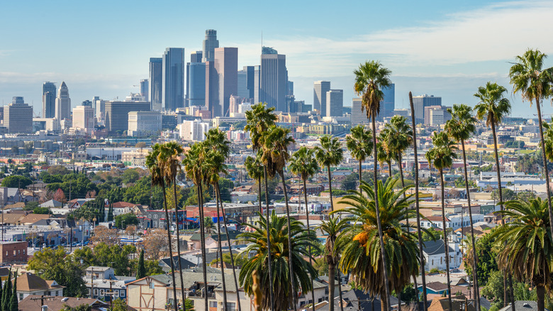 Downtown Los Angeles palm trees