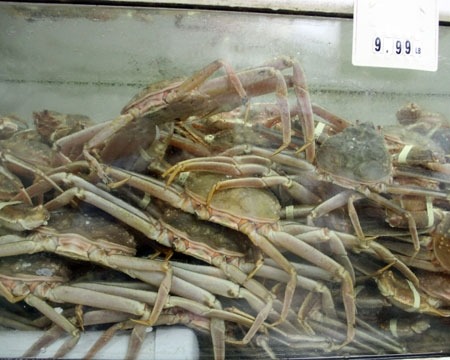Live Snow Crab New York City