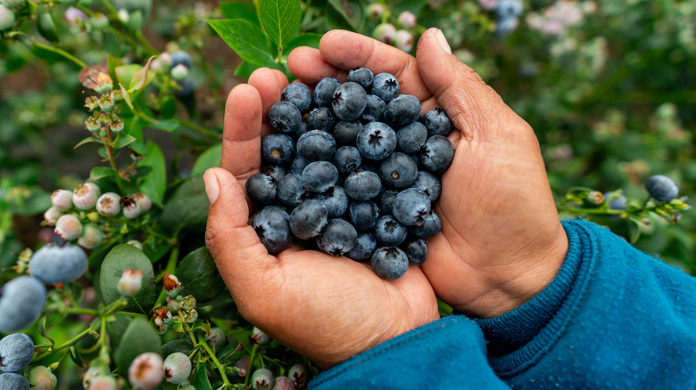 Hands holding blueberries