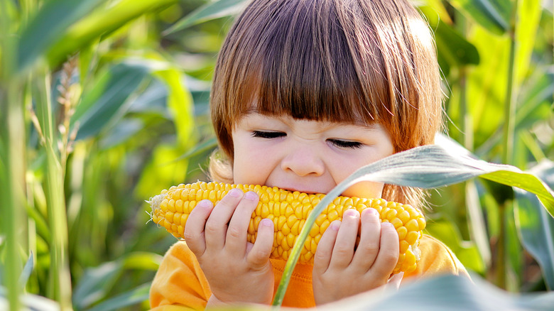 child eating cob of corn