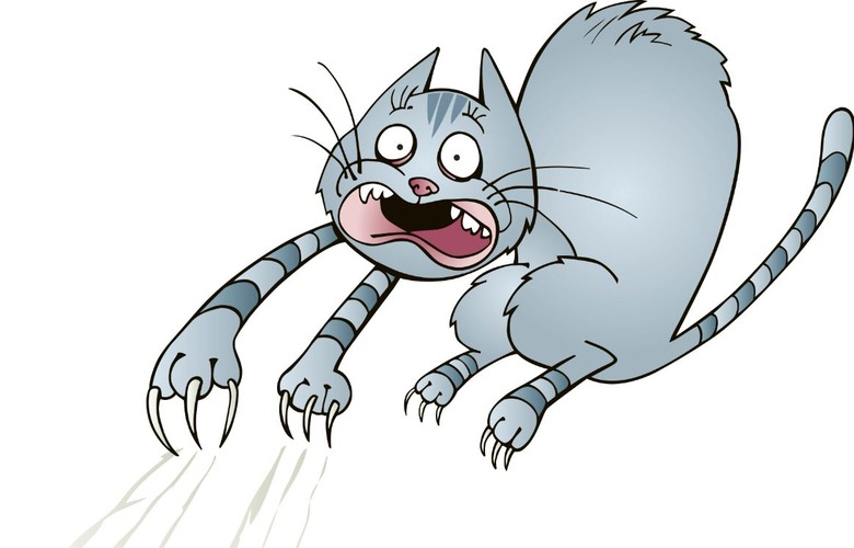 Scared Cat