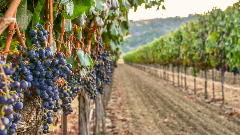 Rows of grape vines in a Napa Valley vineyard