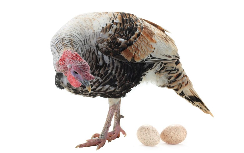 Turkey Eggs