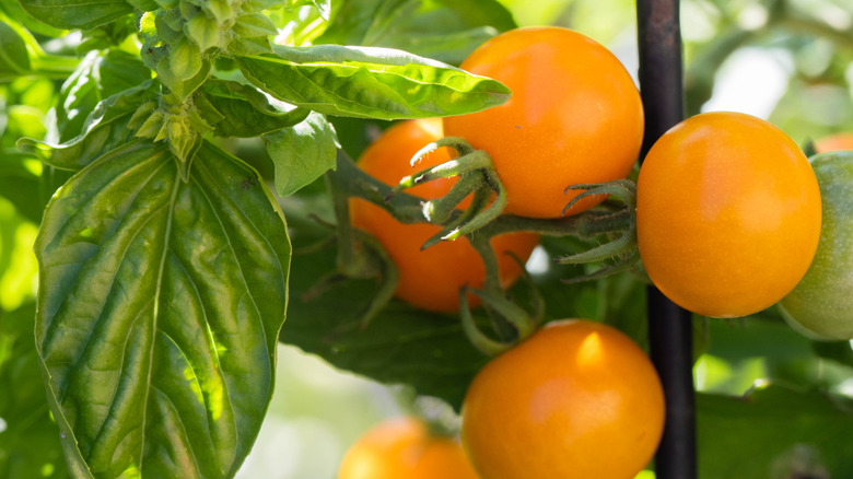 Close-up of basil (left) and tomato (right) growing side by side