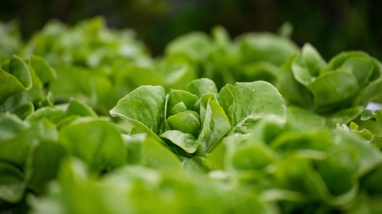 salad greens growing
