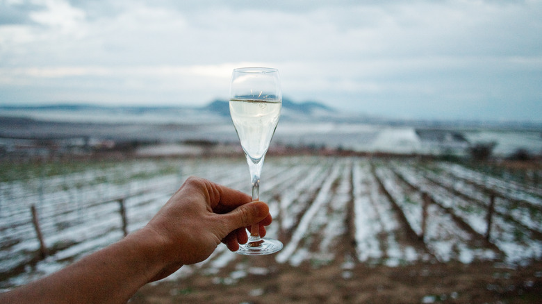 Hand holding icewine at vineyard